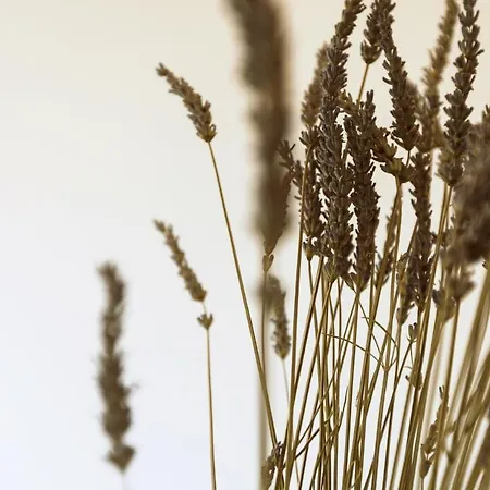 Entire House In The Center Of - Free Parking - Dragon Garden Pavilion Homestay *