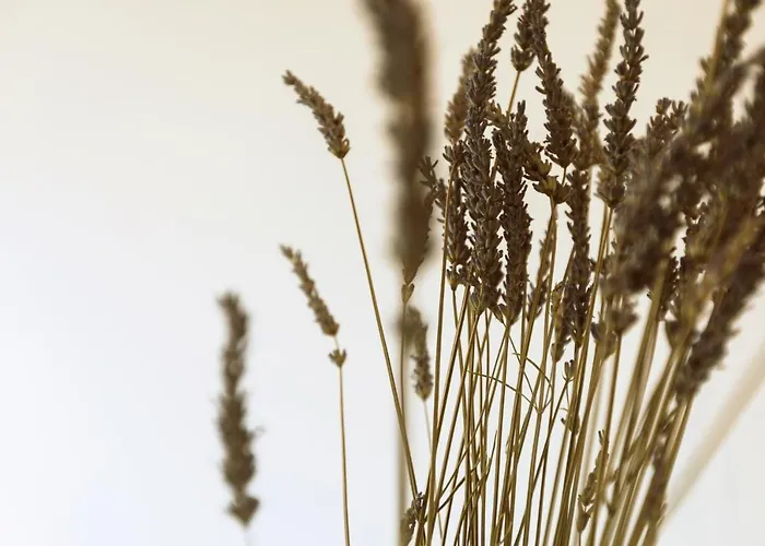 Entire House In The Center Of - Free Parking - Dragon Garden Pavilion Pansiyon *